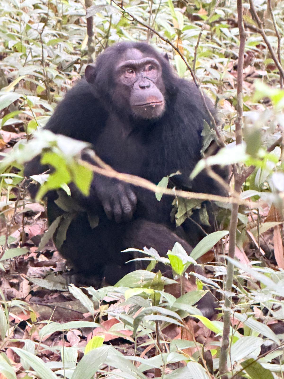 Safari Adventure
