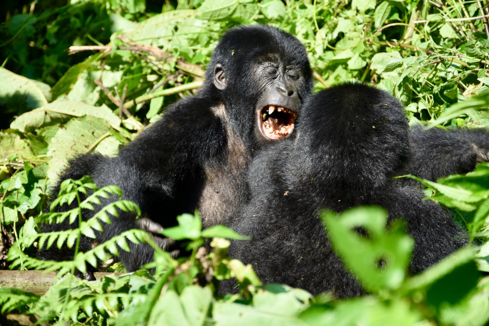 Gorilla Tracking Forest - Gorilla in Jungle