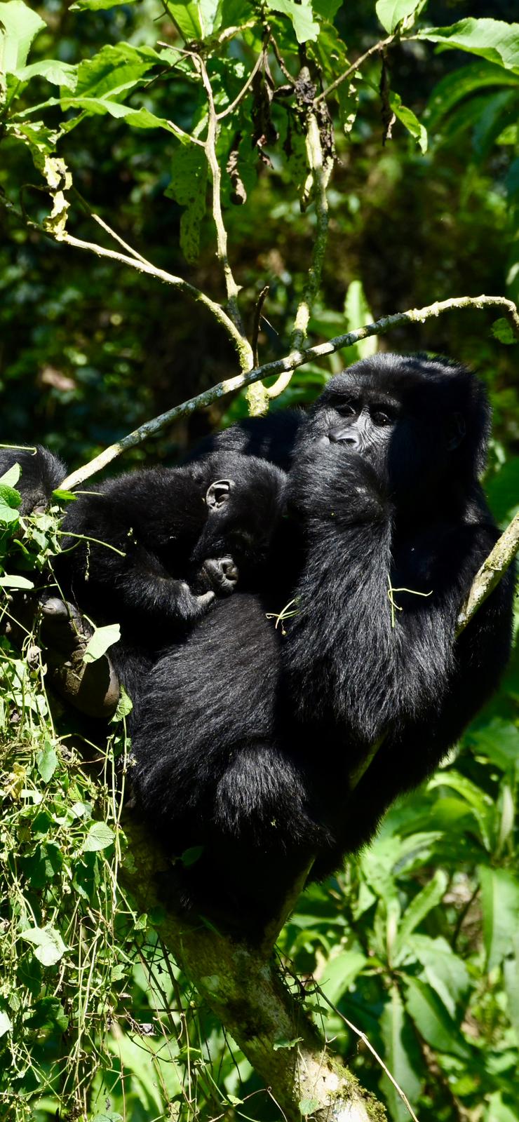Gorilla Tracking Forest - Hybrid Uganda
