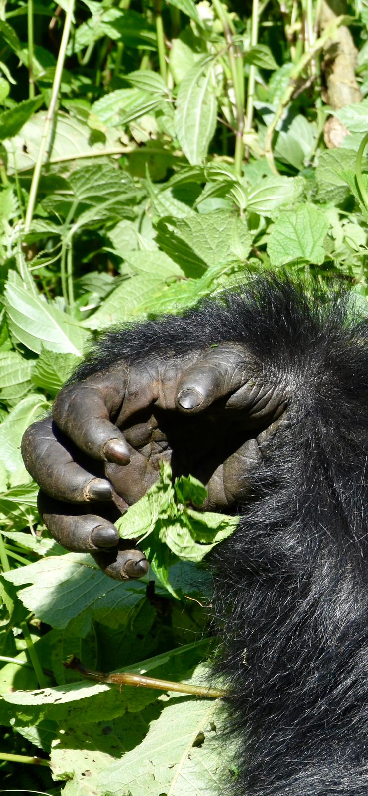 Gorilla Tracking Forest Safaris - Hybrid