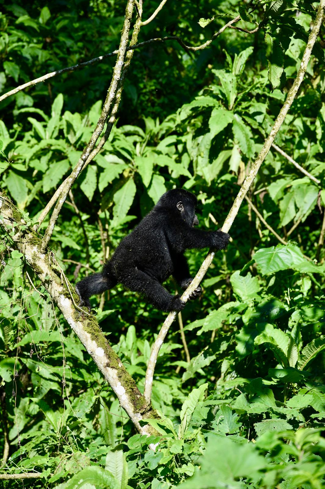 Gorilla Tracking Forest Safaris