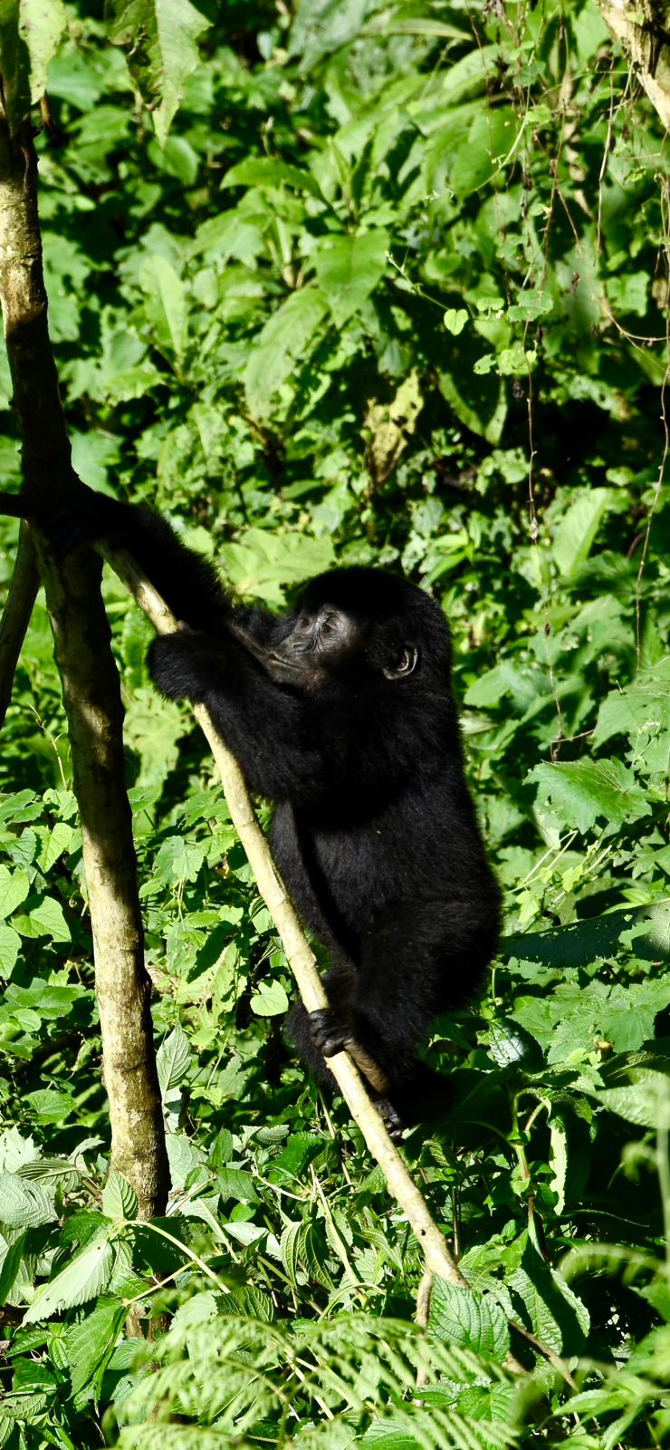 Gorilla Tracking Forest Uganda