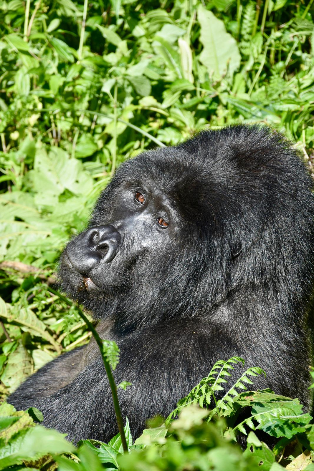 Gorilla Tracking Forest
