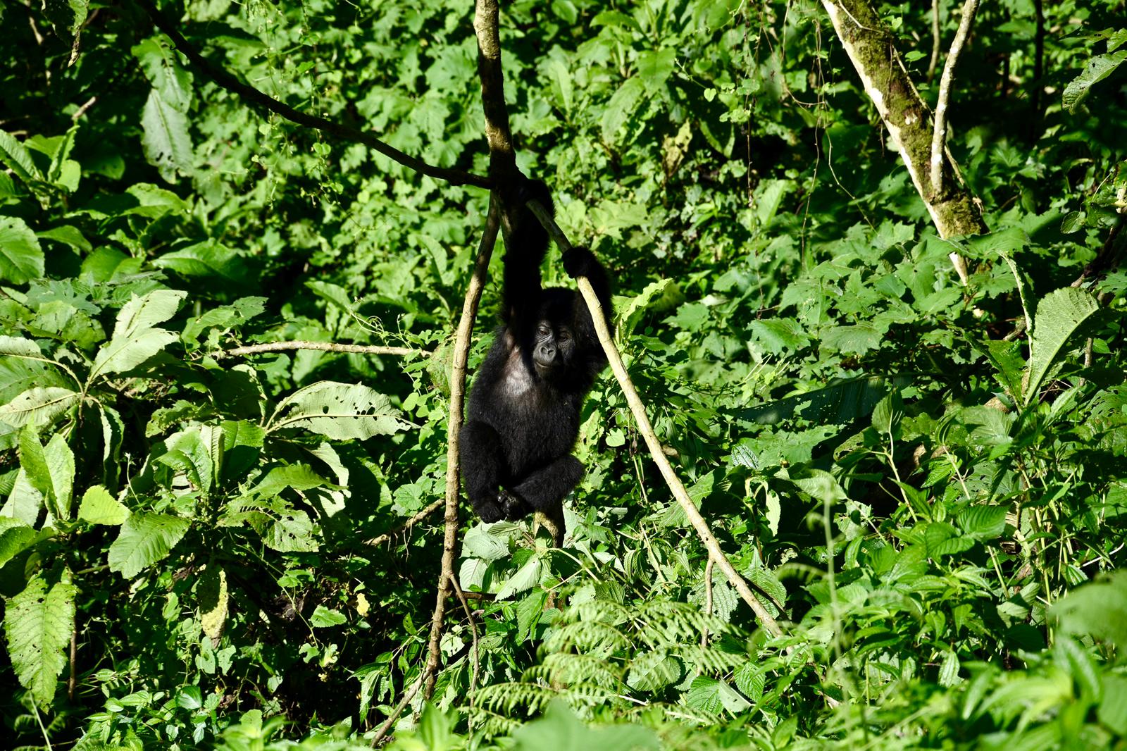 Gorilla Tracking