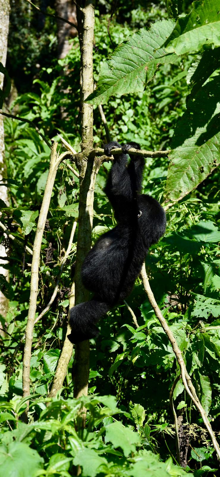 Gorilla Trekking