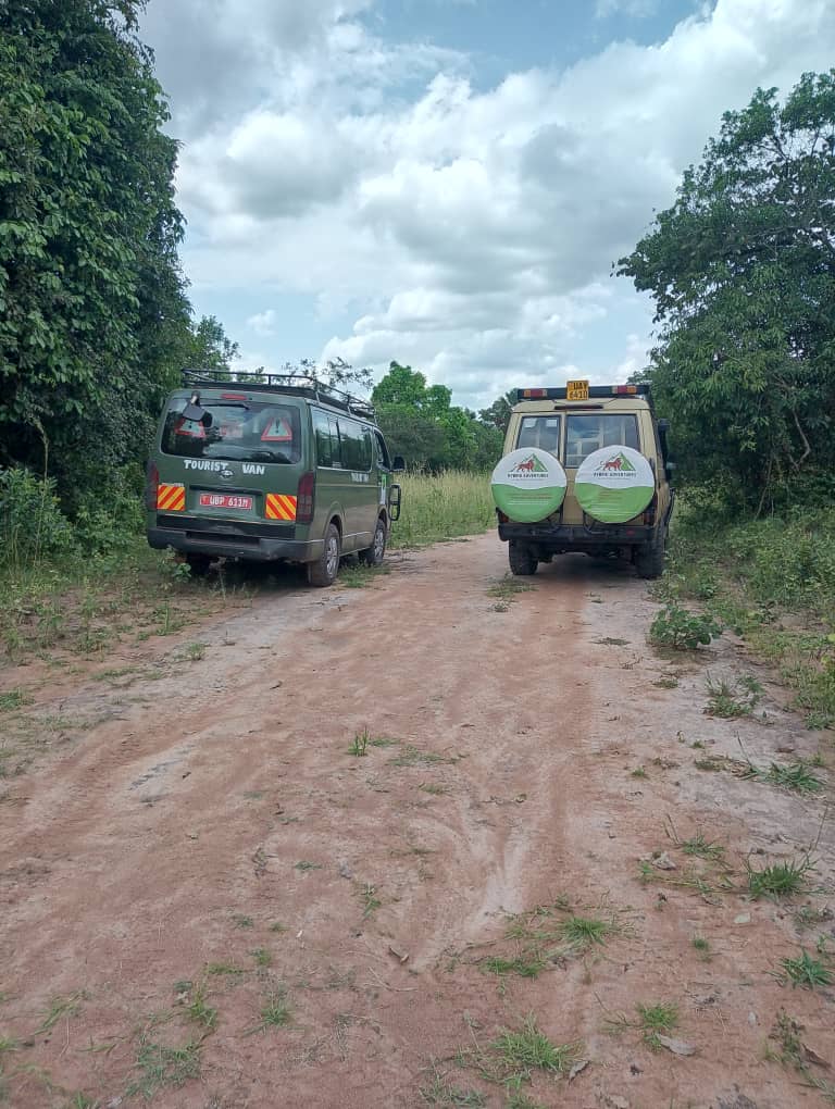 Safari Adventure
