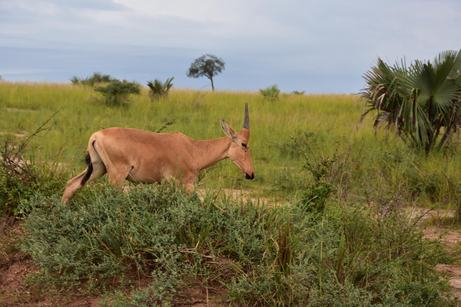 Safari Adventure