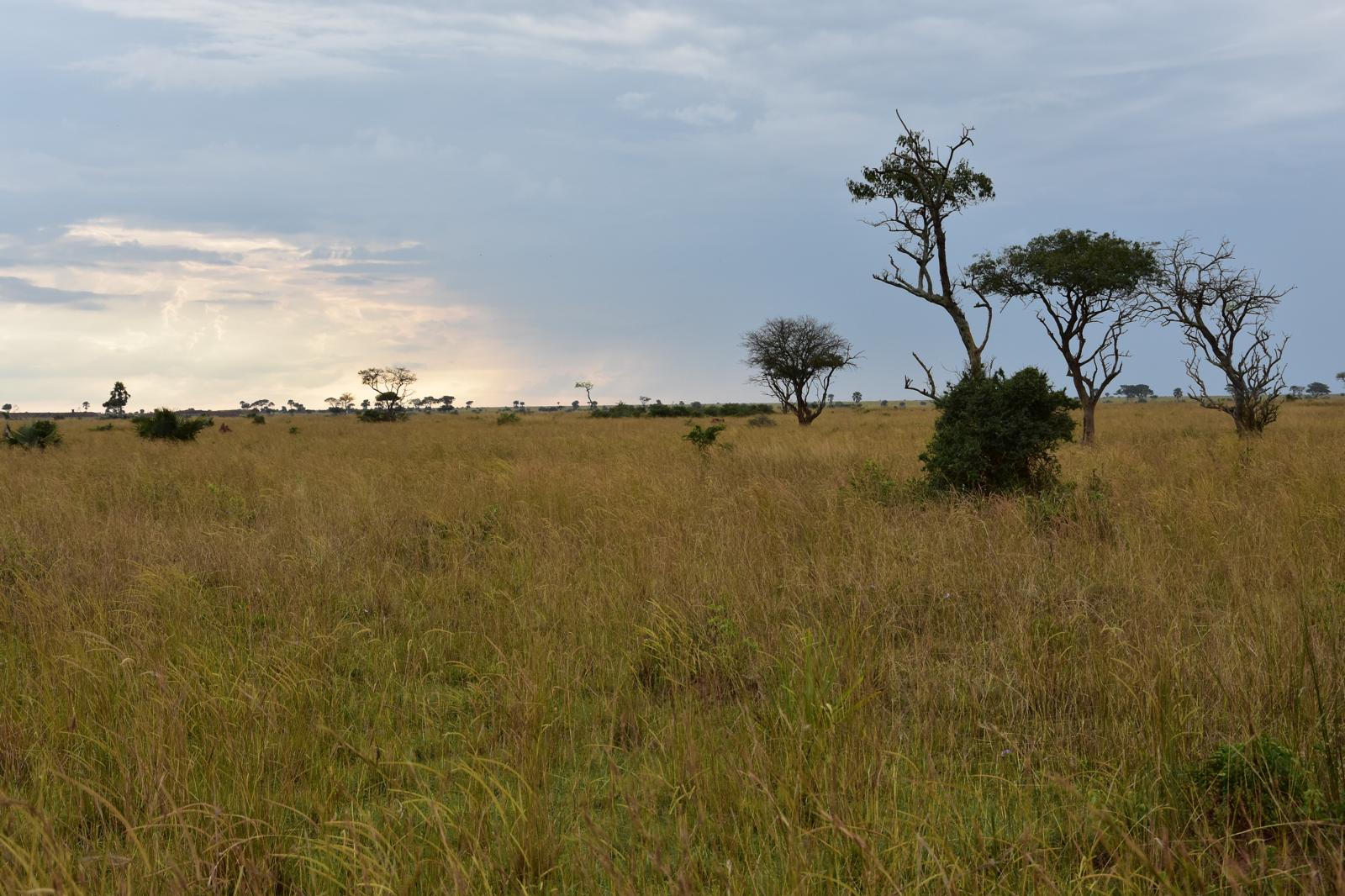 Safari Adventure
