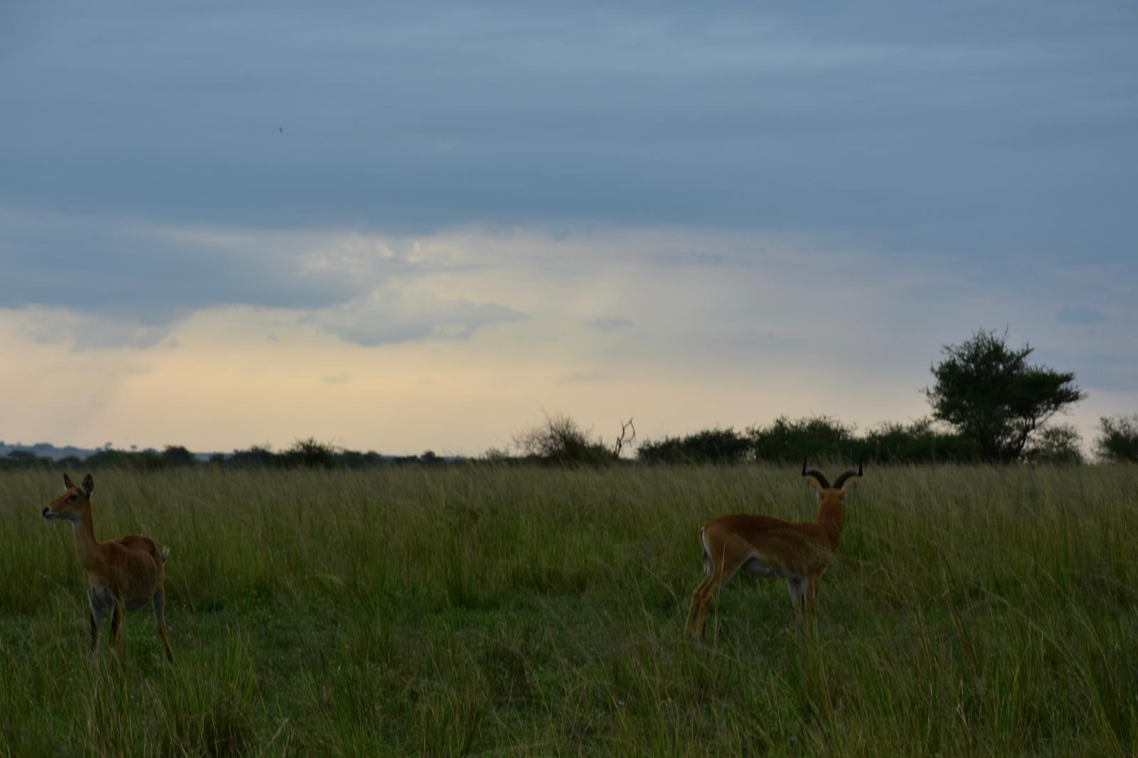 Safari Adventure