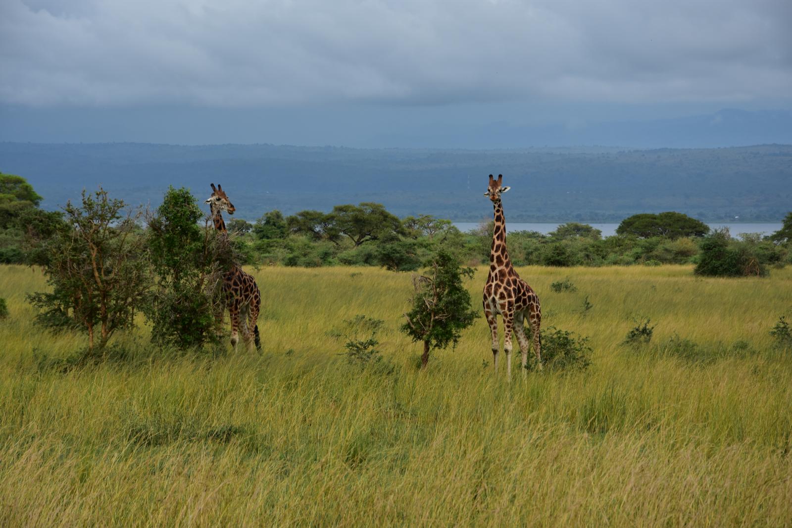 Safari Adventure