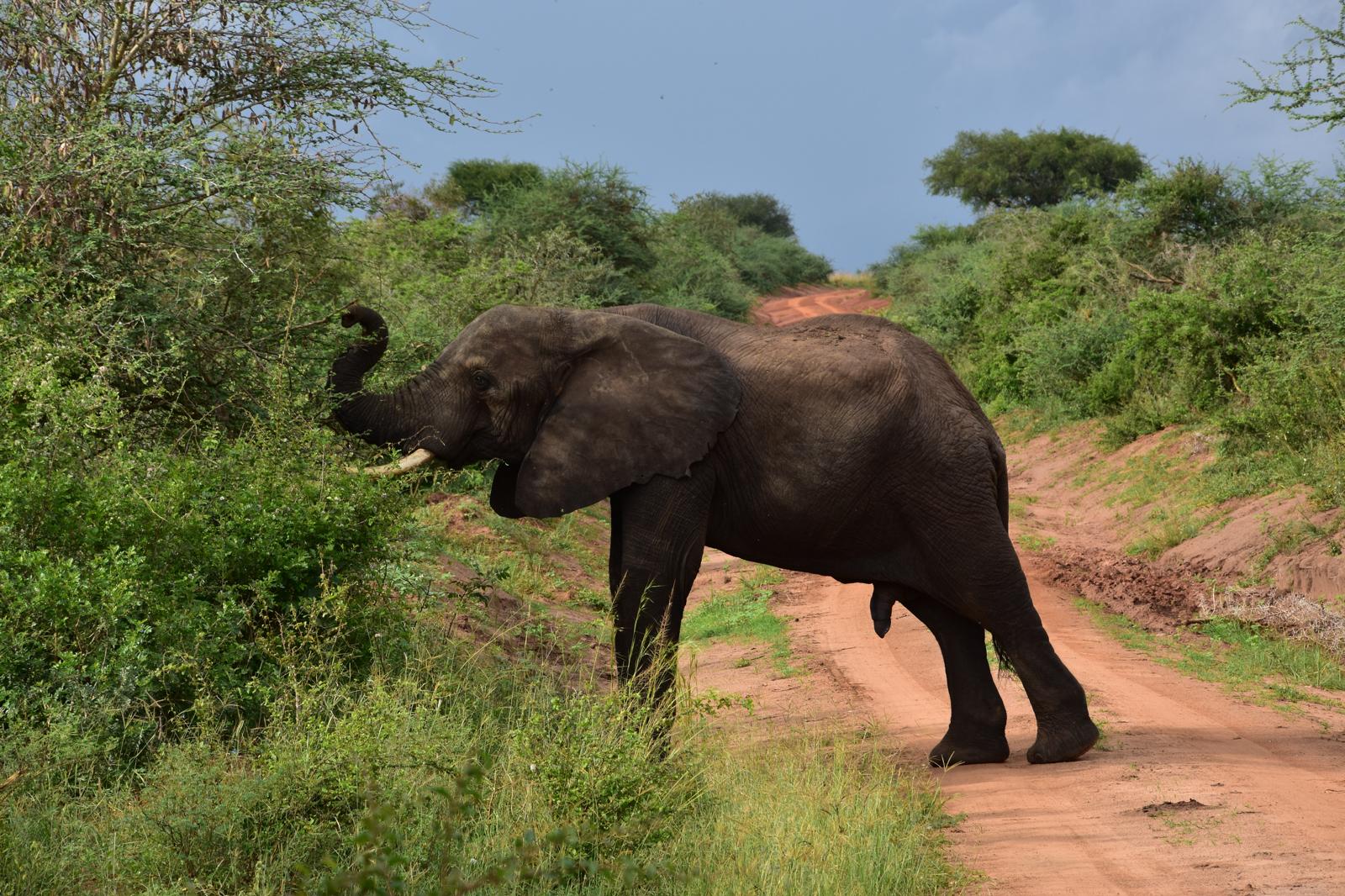 Safari Adventure
