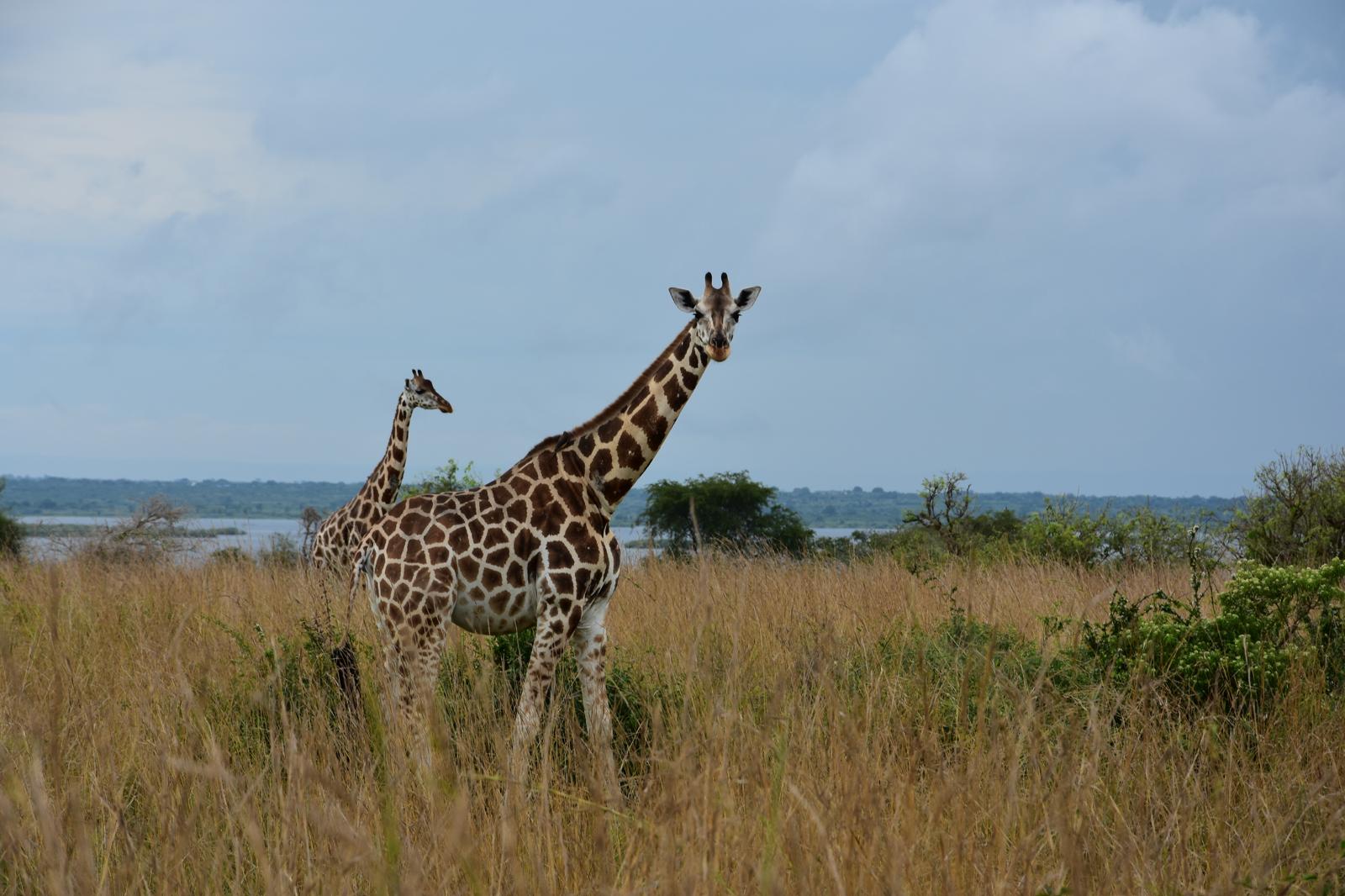 Safari Adventure