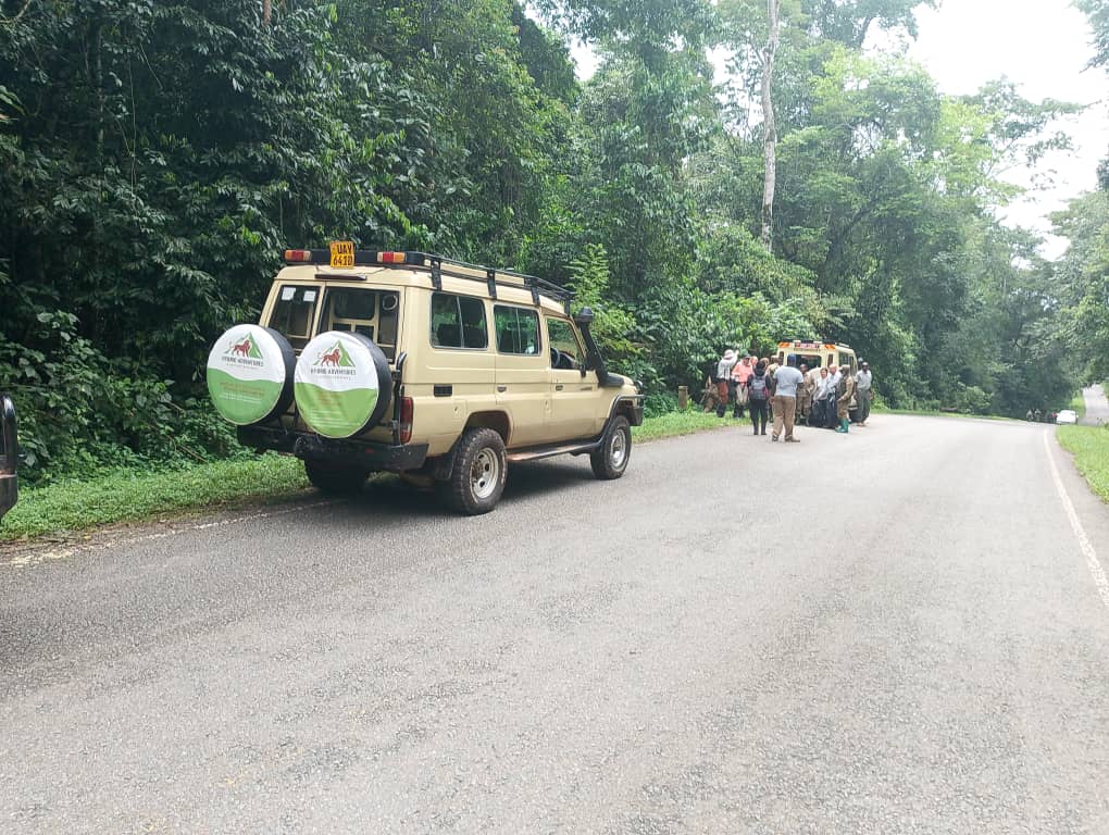 Safari Adventure
