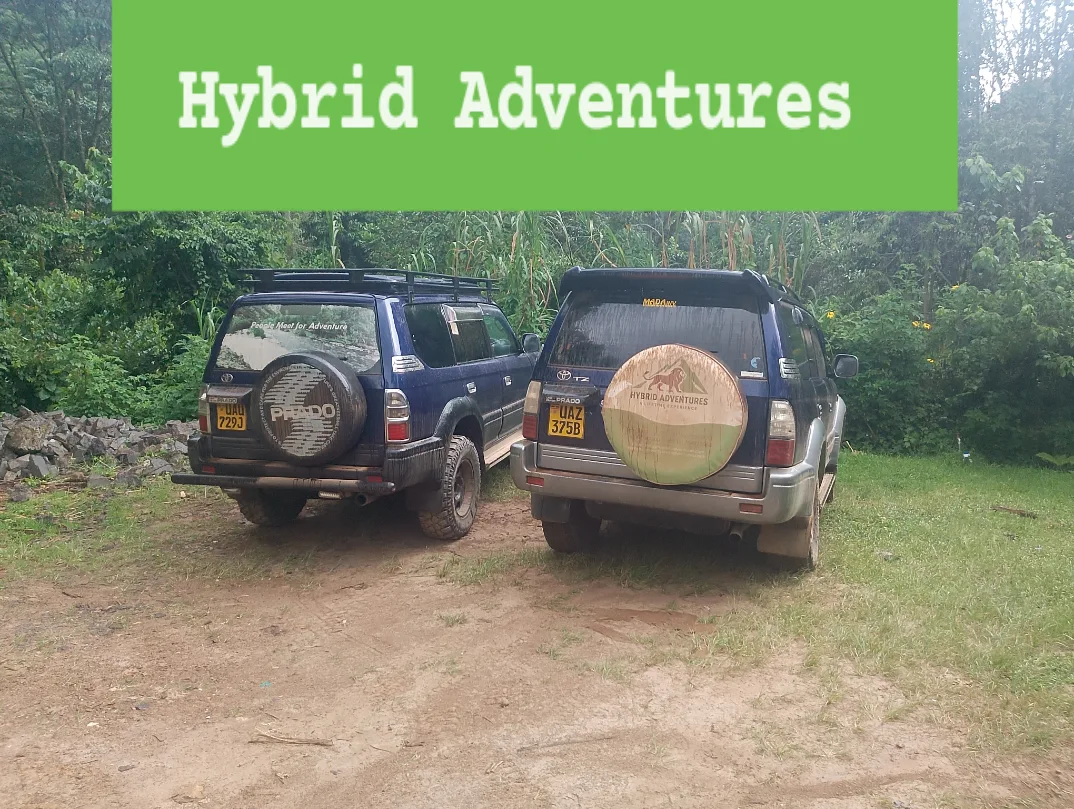 Safari and wildlife photo