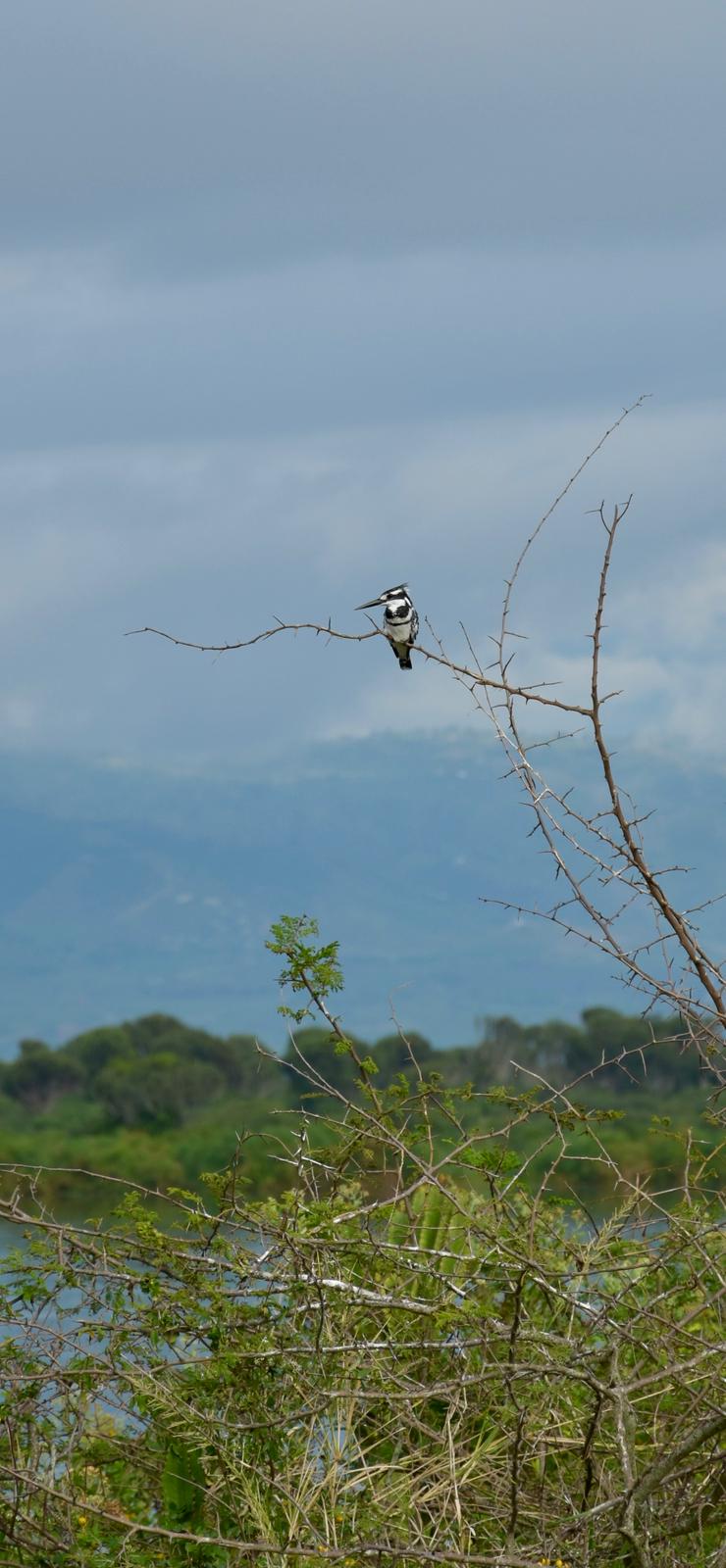Queen Elizabeth Safaris Adventures