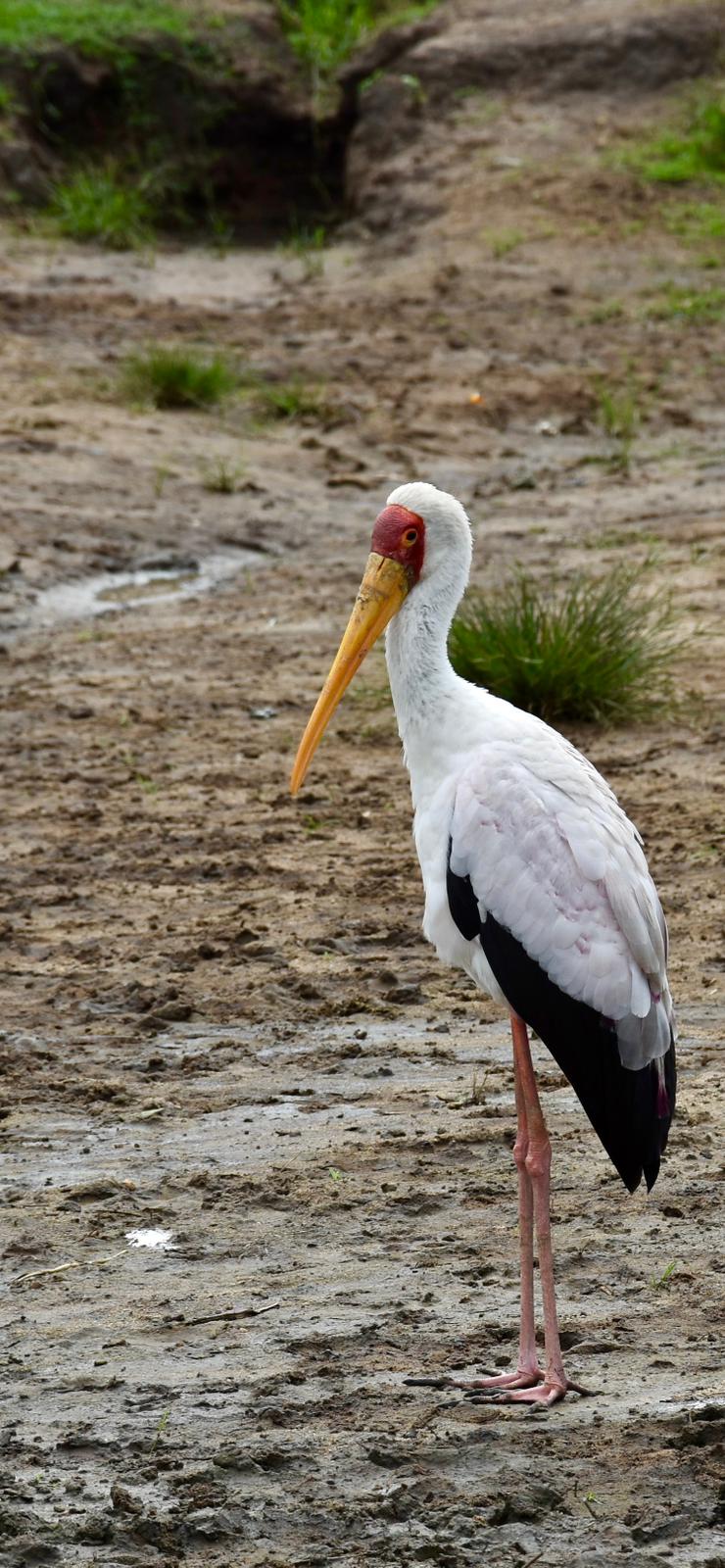 Queen Elizabeth Safaris Birding