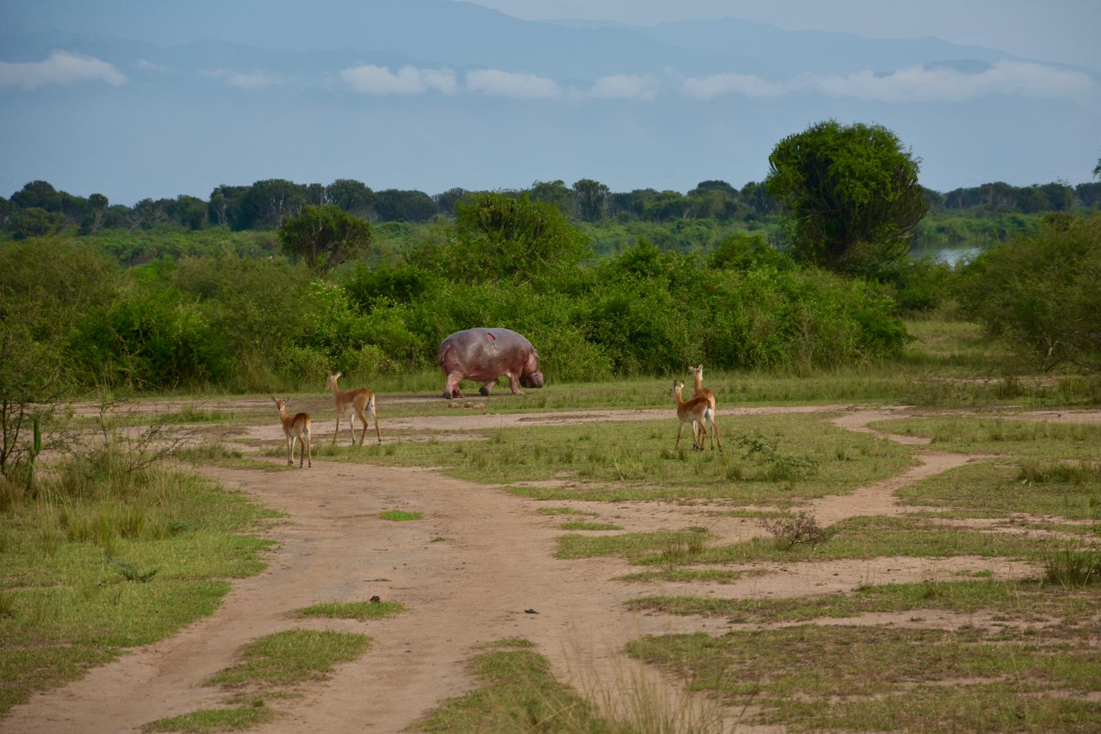 Queen Elizabeth Safaris Hybrid