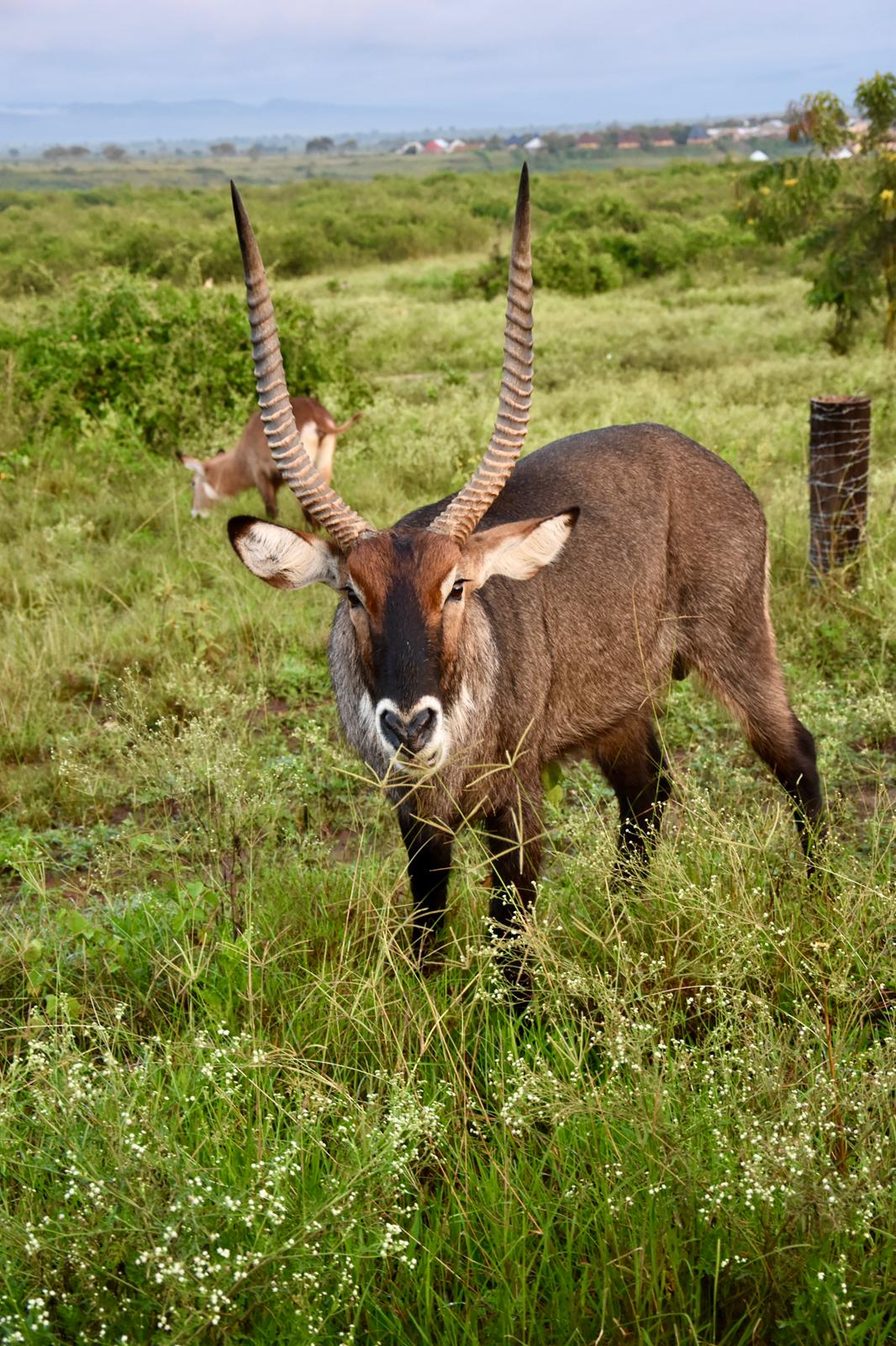Queen Elizabeth Safaris Kob