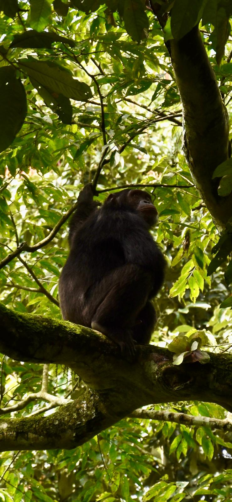 Queen Elizabeth Safaris Tour Packages