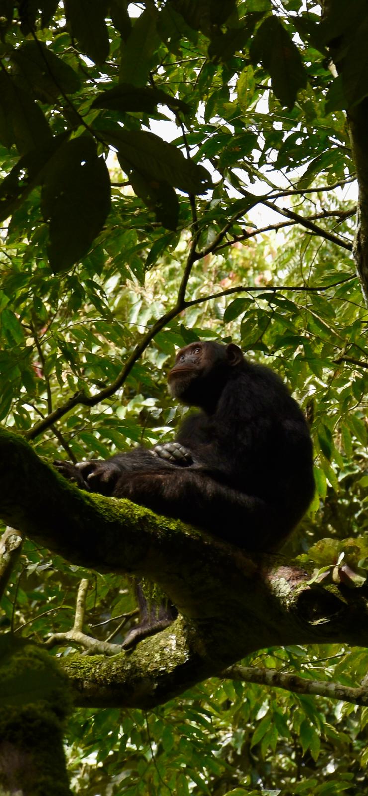 Queen Elizabeth Safaris Uganda Tours