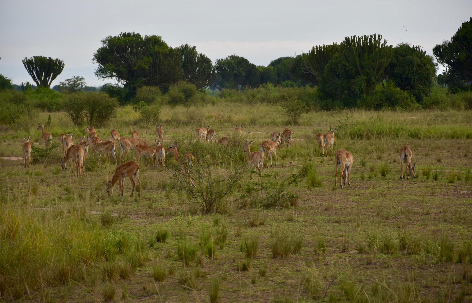 Queen Elizabeth Safaris Uganda