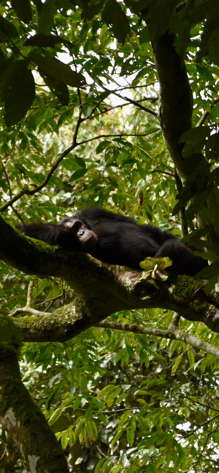 Queen Elizabeth Safaris Wildlife