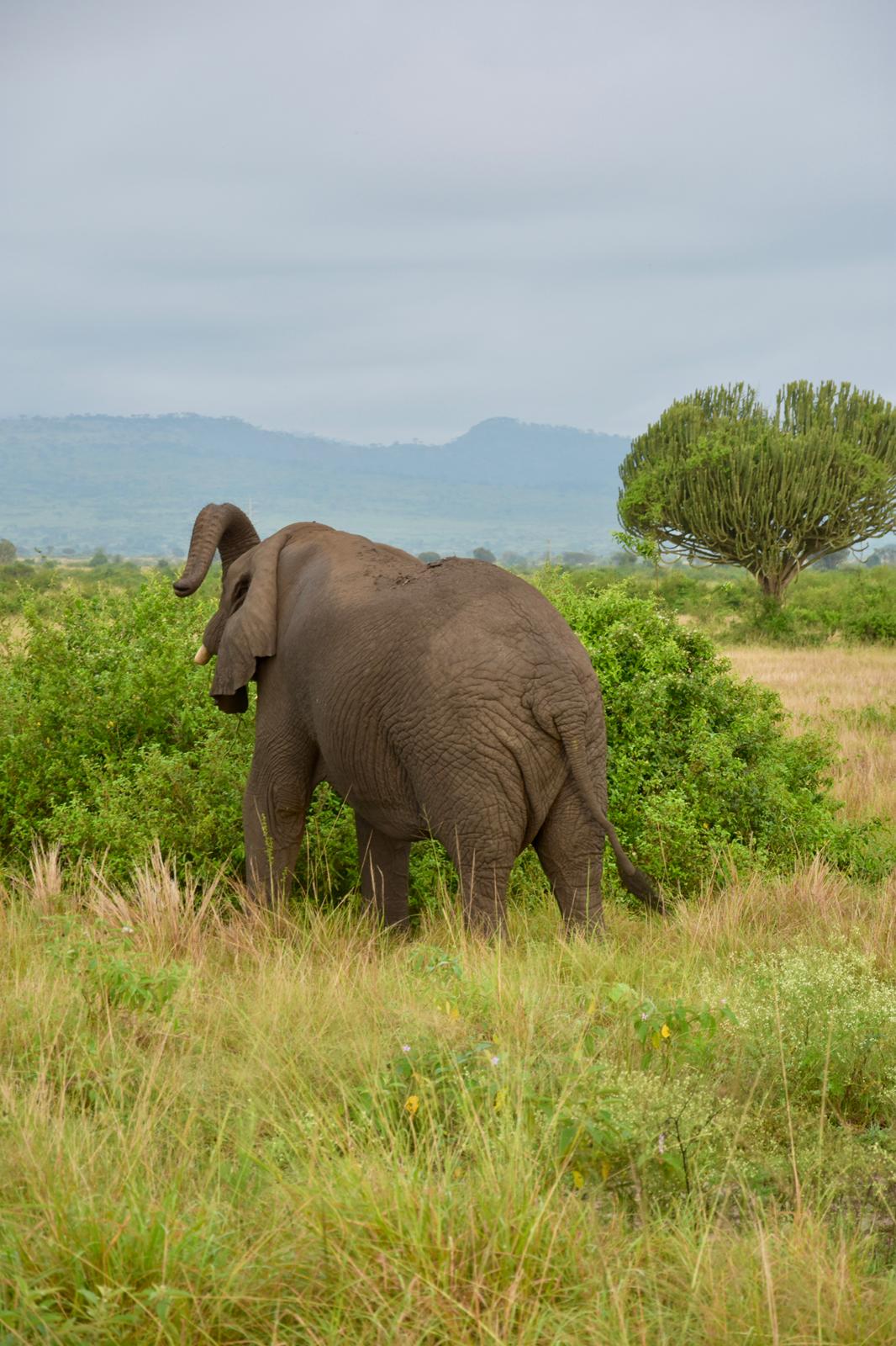 Queen Elizabeth Safaris