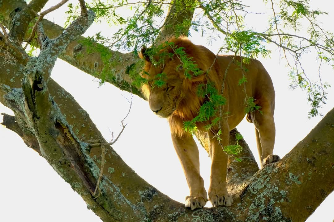 Tree Climbing Lions