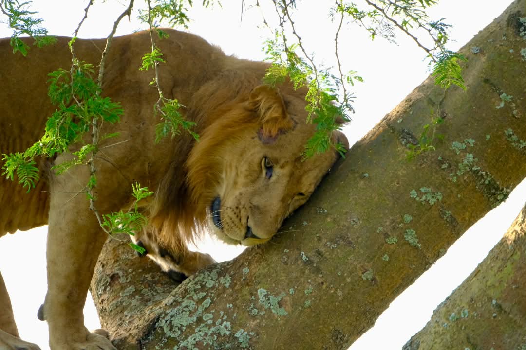 Tree Climbing Lions