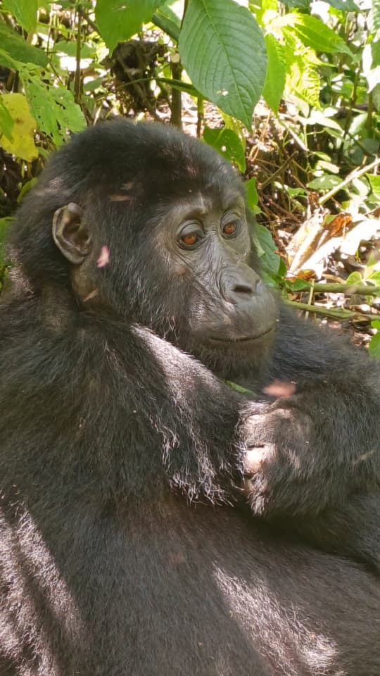 Gorilla Expedition