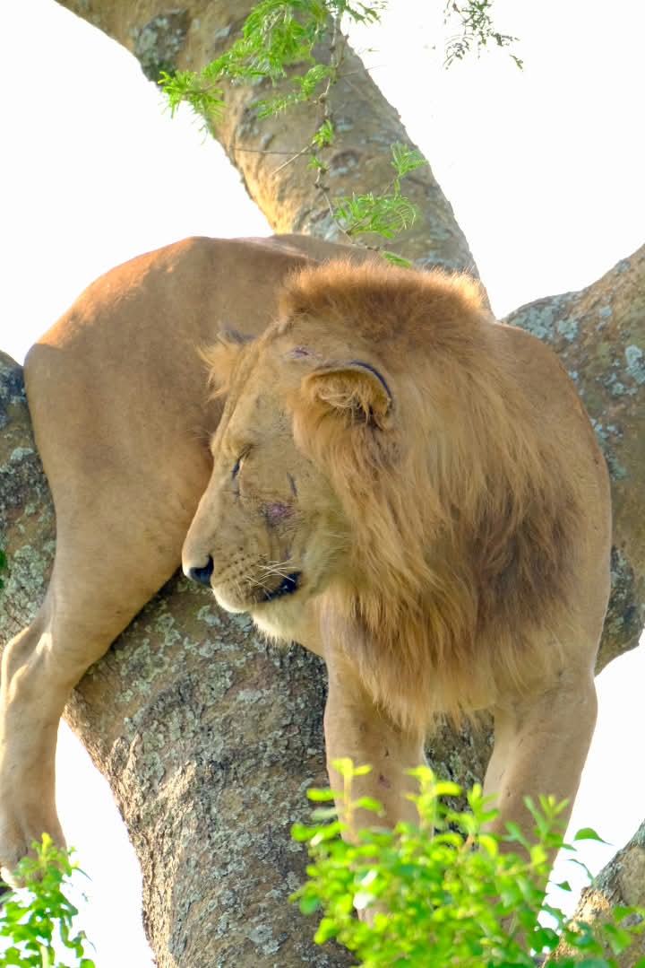 Climbing Lion