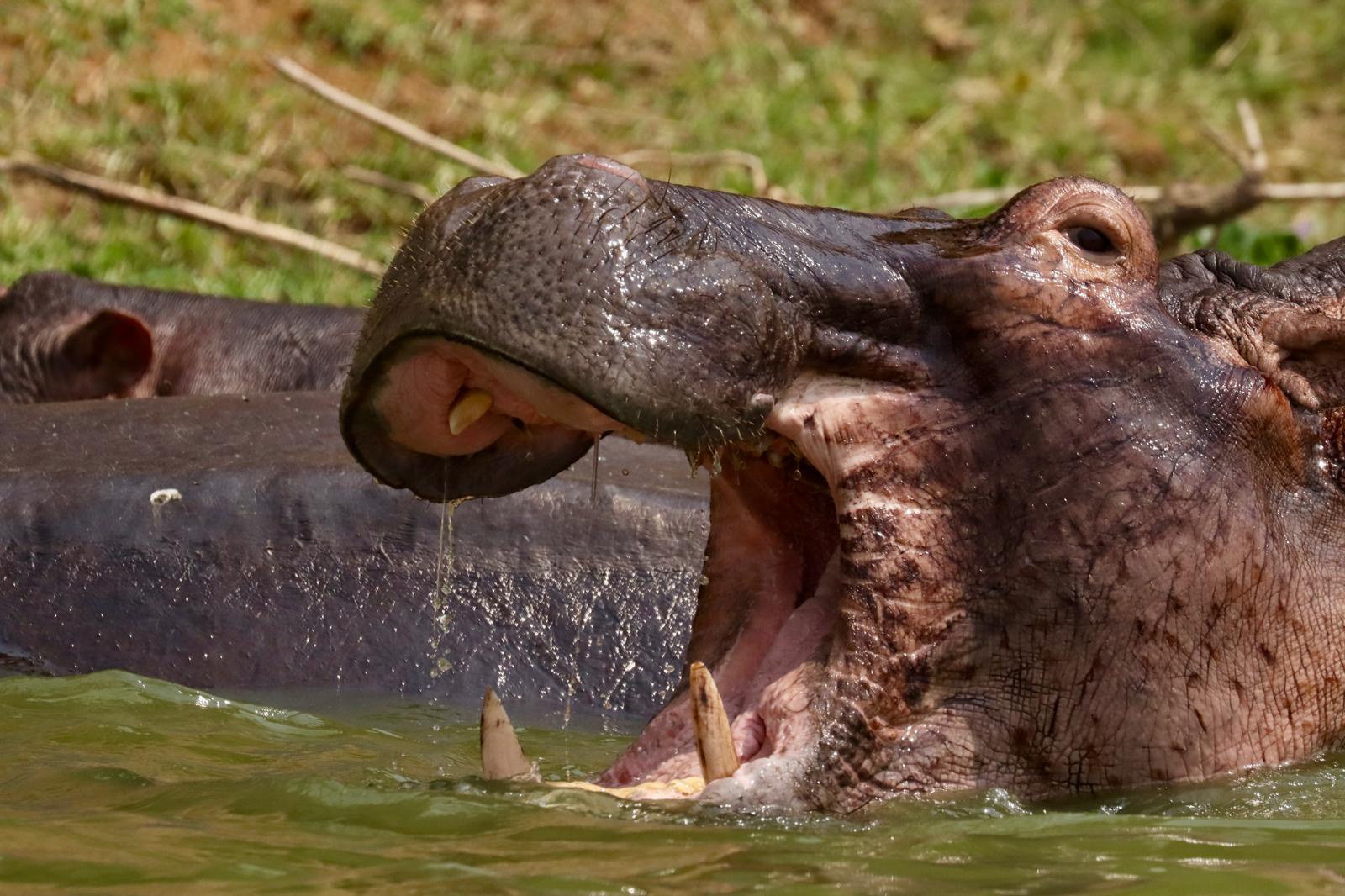 Hippo at Murchison Falls