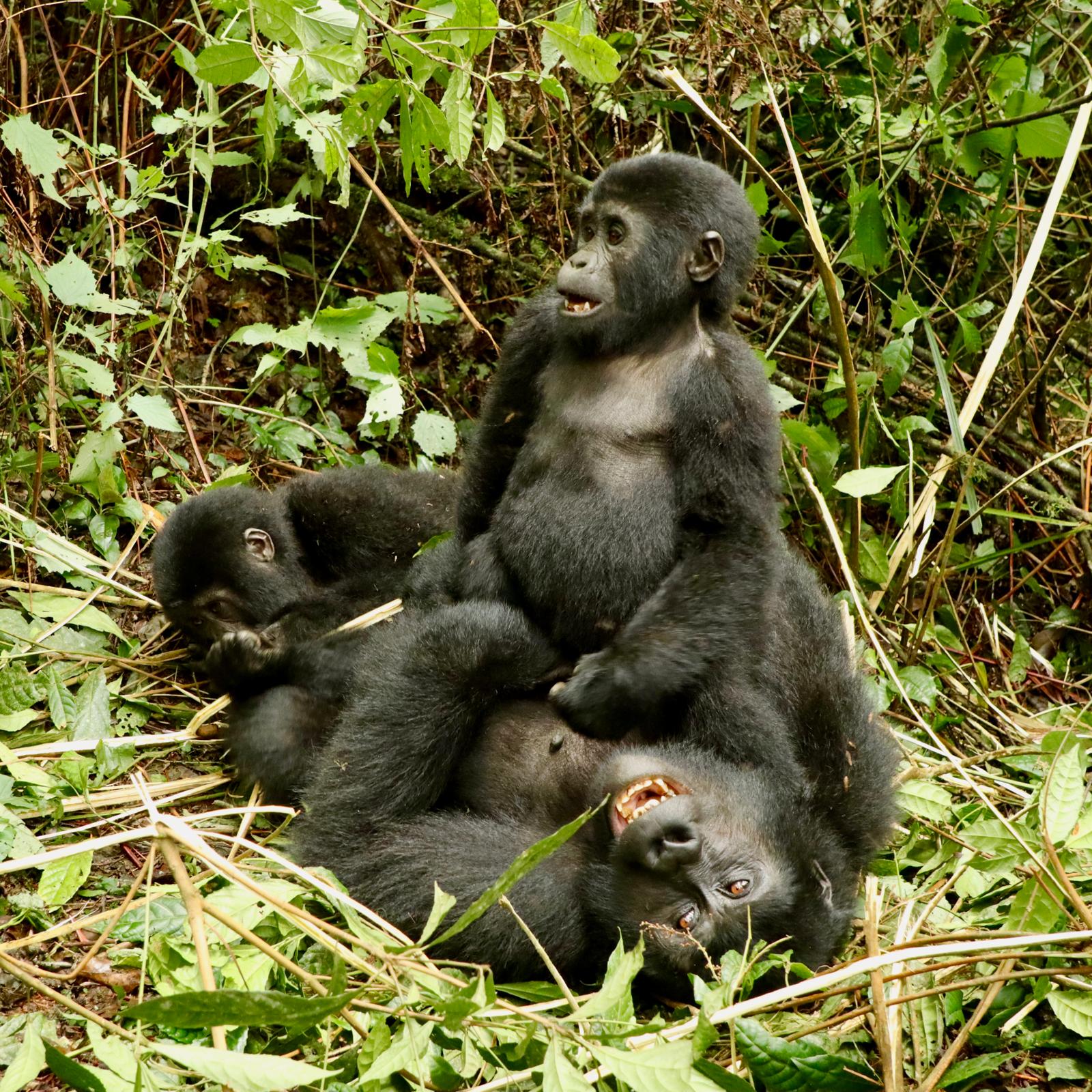 Gorilla Tour