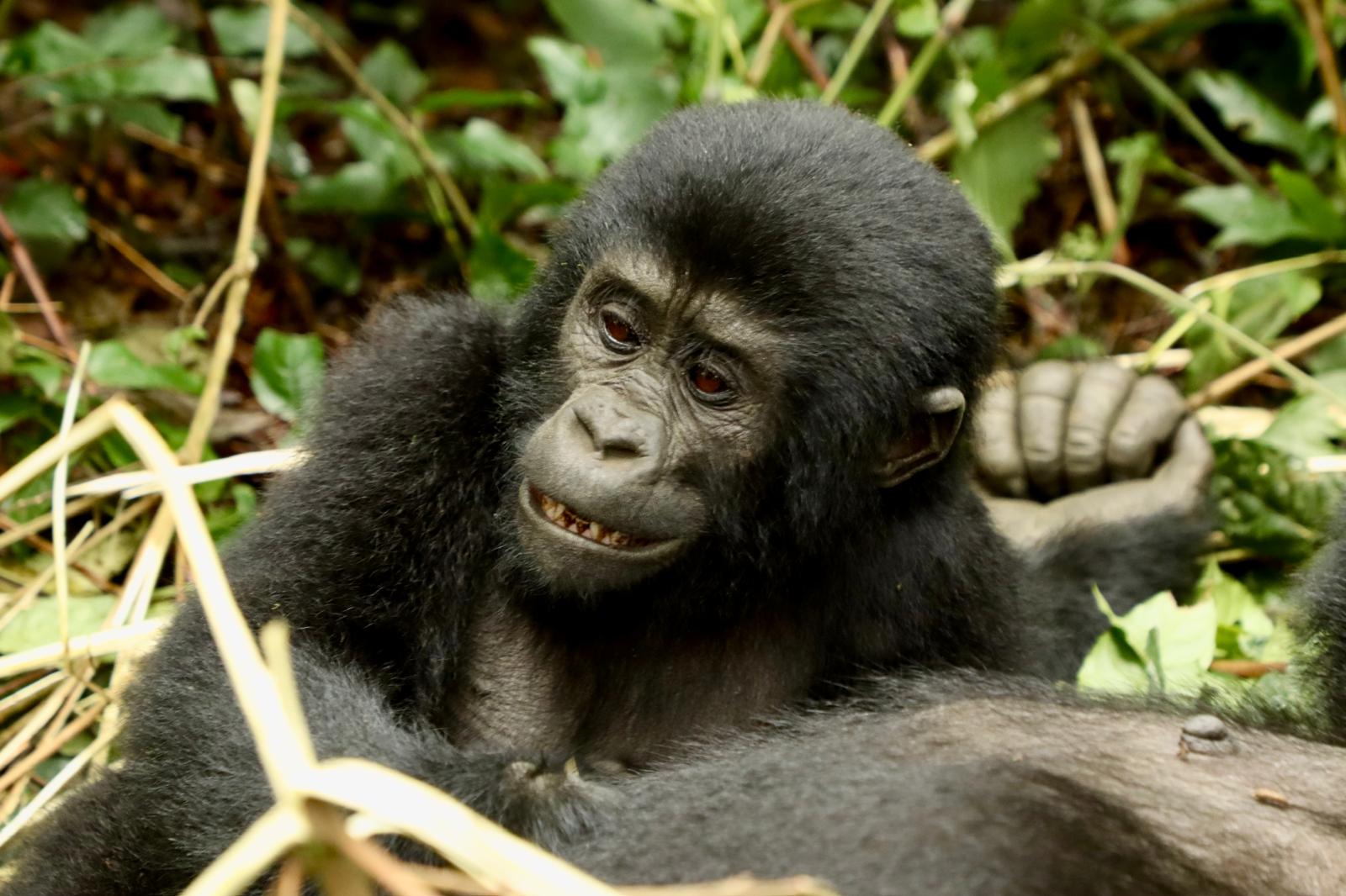 Gorilla Tour
