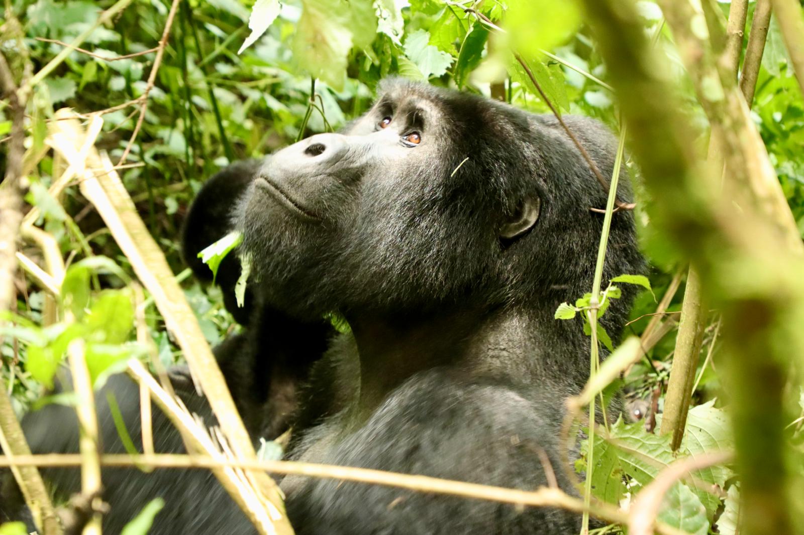 Gorilla Tour
