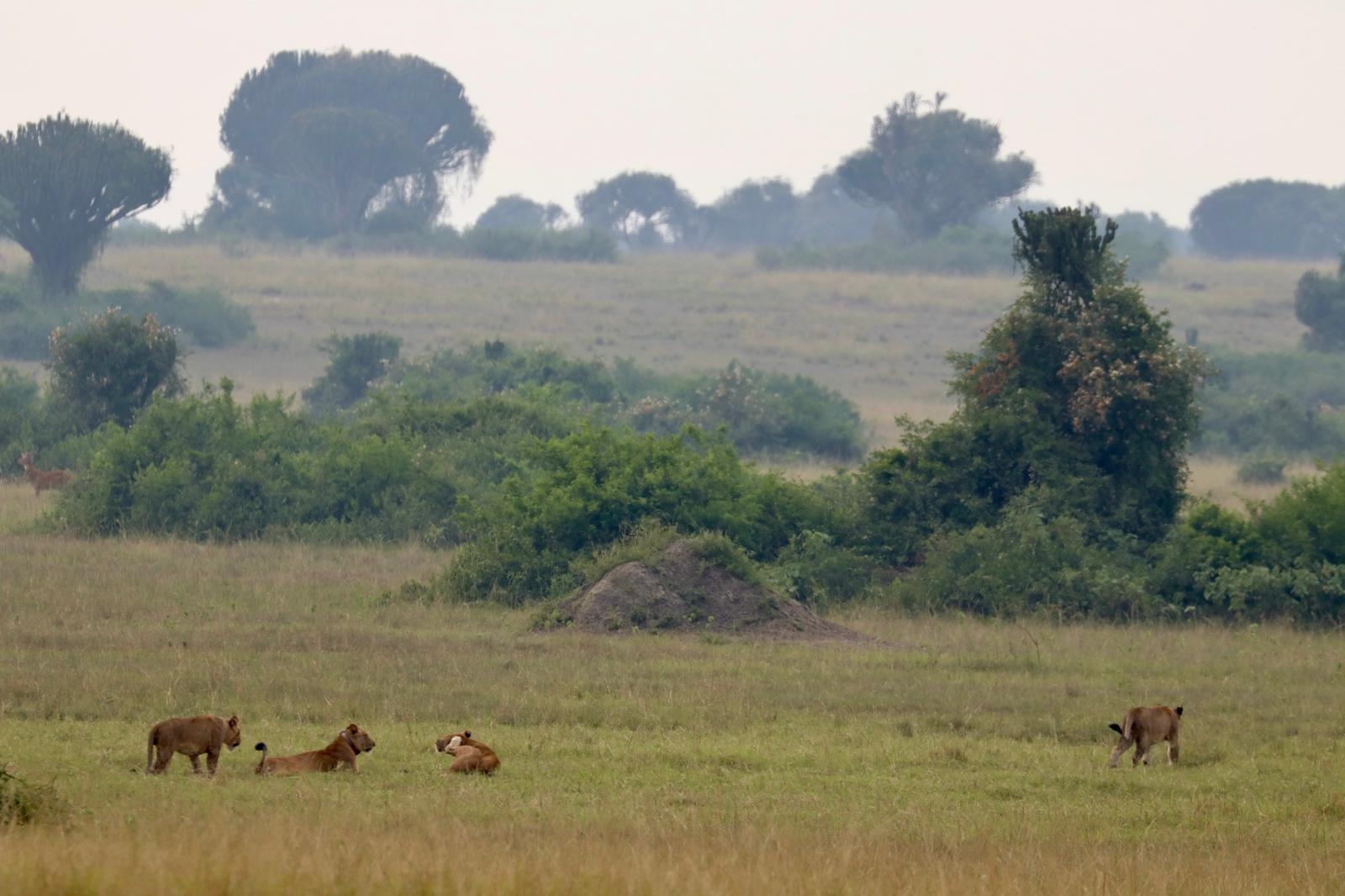 Leopard at Murchison Falls