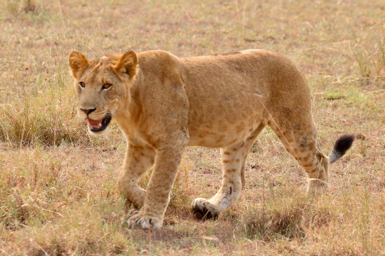 Leopard at Murchison Falls