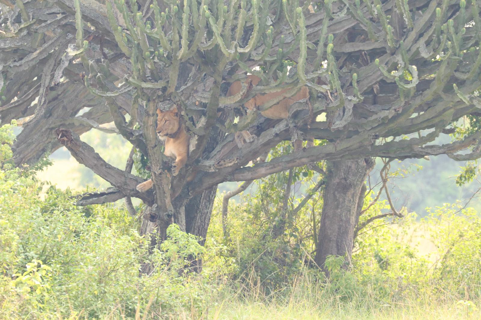 Leopard on Tree at Murchison Falls