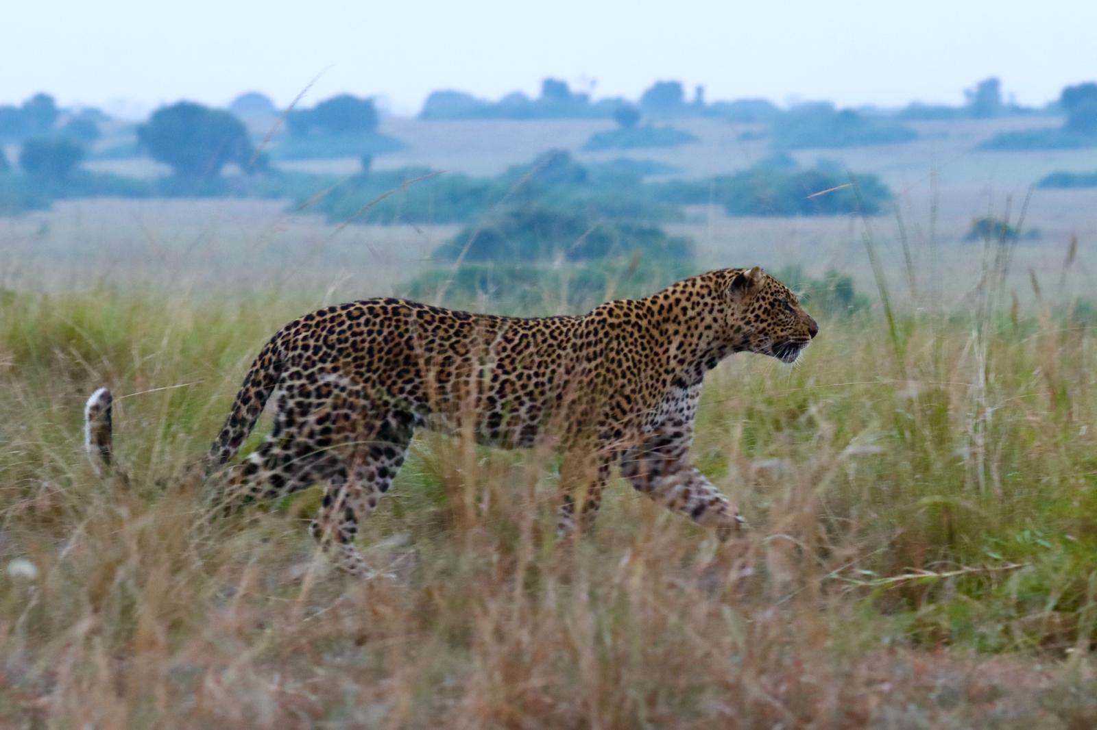 Leopard on Tree at Murchison Falls