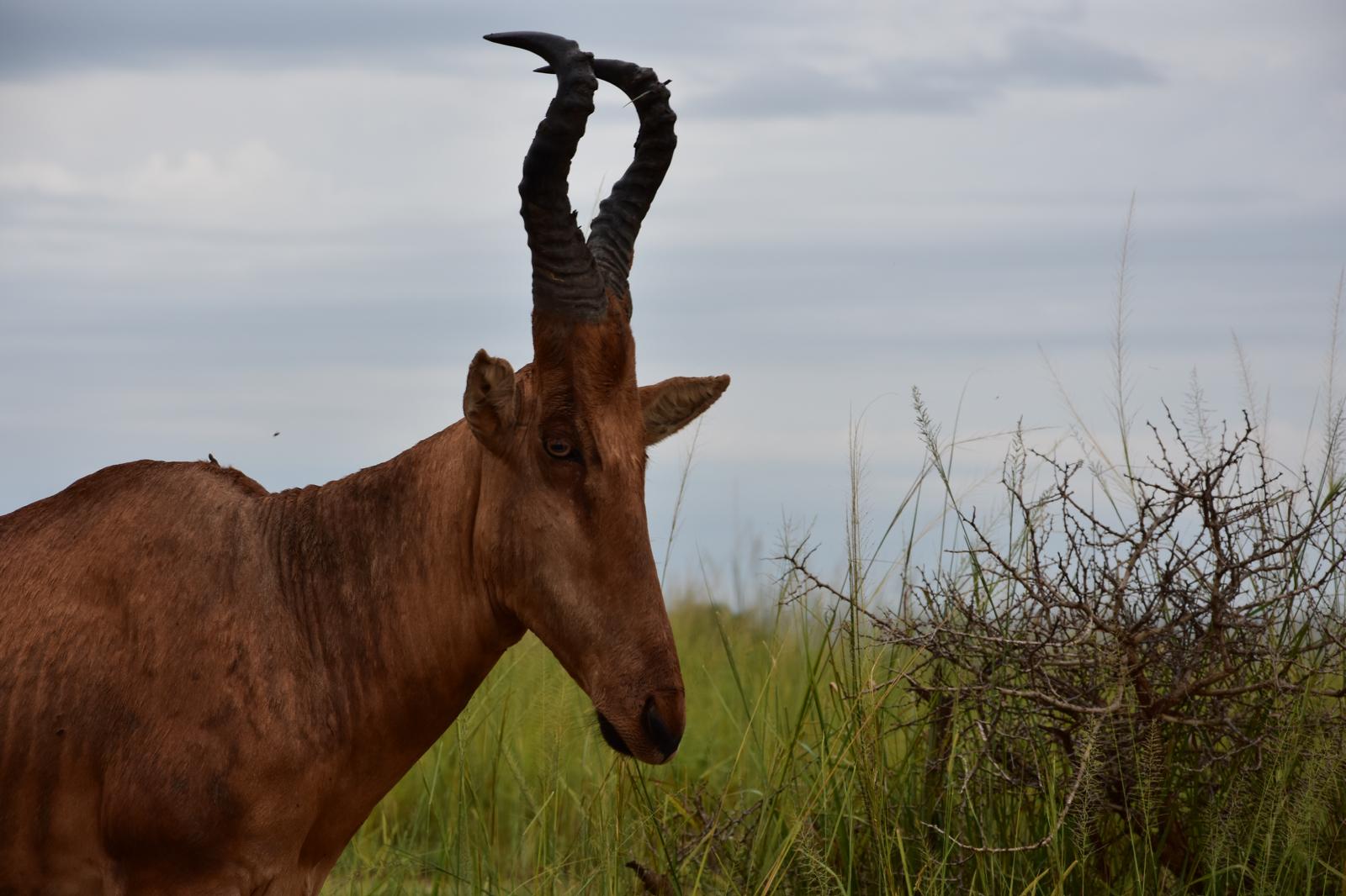Murchison Falls Red Hartebeest
