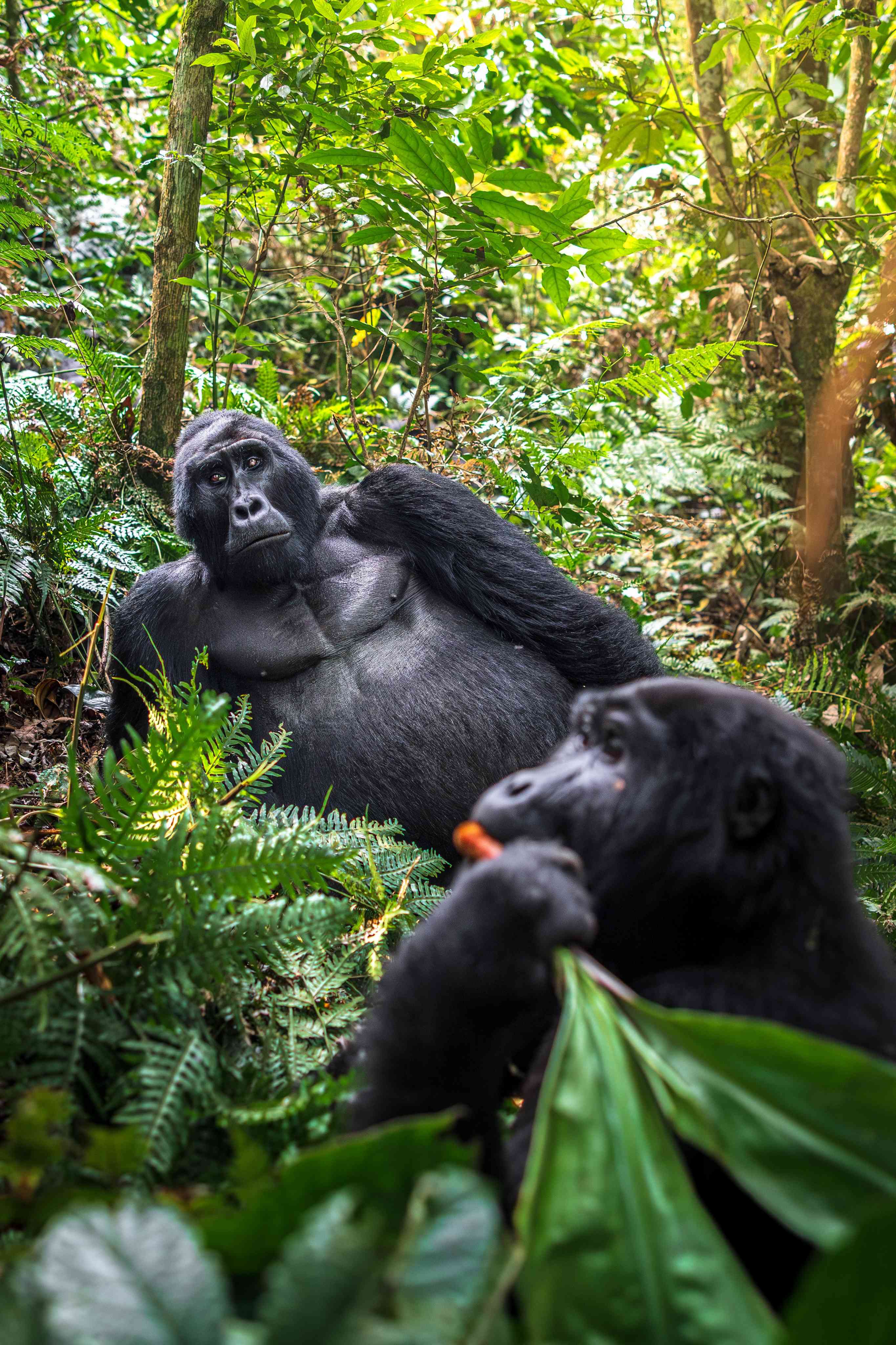 Gorilla Trekking Expedition