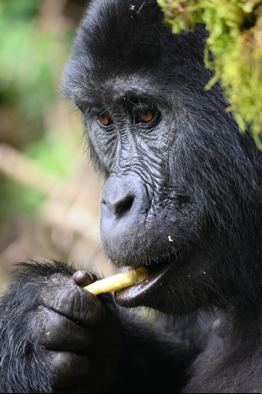 Gorilla Header Image