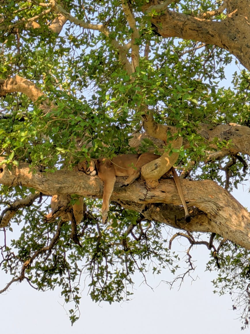 Hero Image Tree Climbing Lions