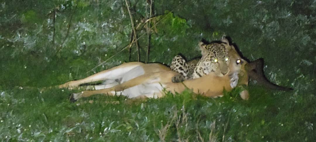 Safari Adventure