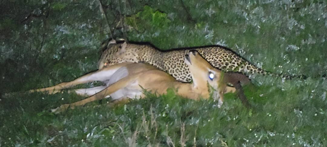 Safari Adventure