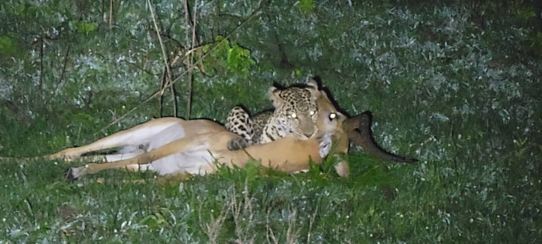 Safari Adventure