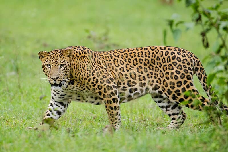 Safari Adventure