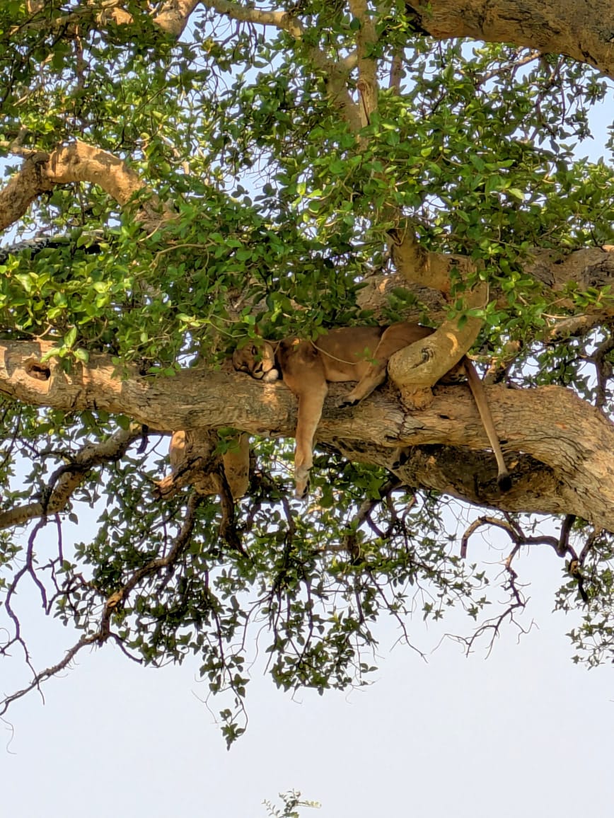 Safari Adventure