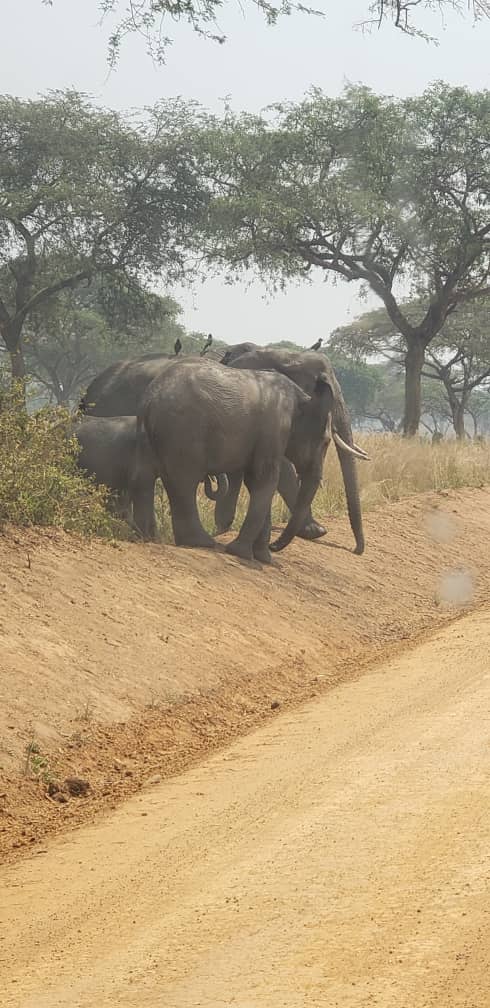Safari Adventure