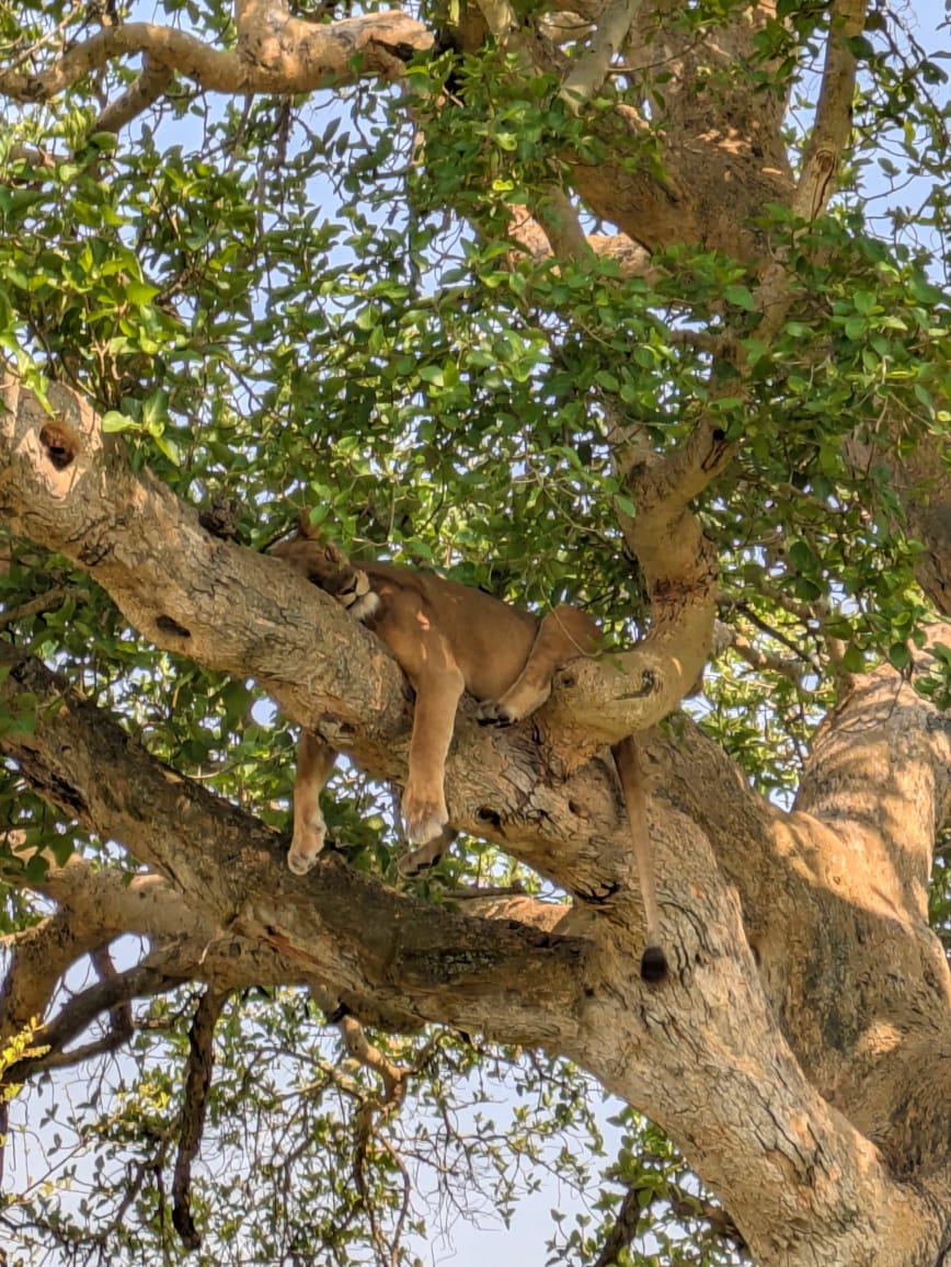 Safari Adventure